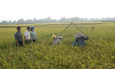 Huyện Tam Nông hoàn thành gặt điểm thống kê xác định năng suất, sản lượng lúa tươi tại gốc vụ Chiêm xuân năm 2015