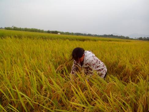 Tổ chức Gặt điểm thống kê năng suất, sản lượng cây lúa vụ mùa năm 2014 tại các huyện, thành, thị