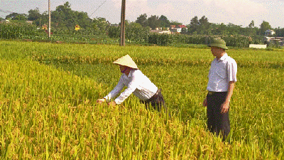 Giám sát, kiểm tra công tác gặt điểm thống kê xác định năng suất lúa tươi bình quân tại gốc trên địa bàn Thị xã Phú Thọ